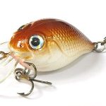 Calypso Chub C318